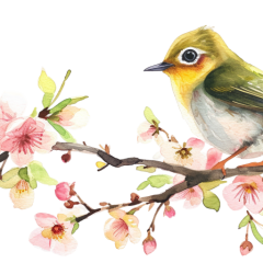 10-Silvereye