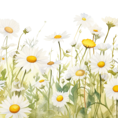 15-Daisy