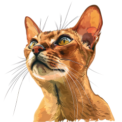 1_0007-Abyssinian-Cat