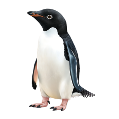 1_0013-Adelie-Penguin