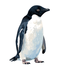 1_0014-Adelie-Penguin