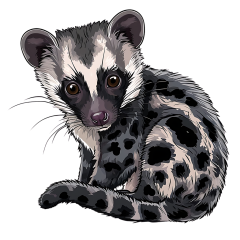 1_0017-African-Civet
