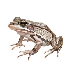1_0021-African-Clawed-Frog