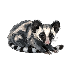 1_0028-African-Palm-Civet