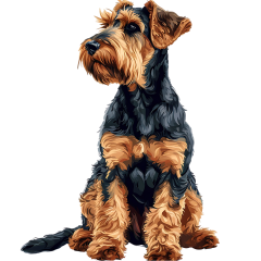 1_0037-Airedale-Terrier