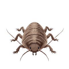 1_1466-Woodlouse
