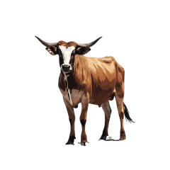 1_1499-Zebu
