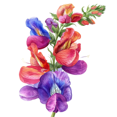 1_0015-Aconitum