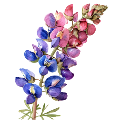 1_0016-Aconitum