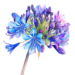 1_0022-Agapanthus