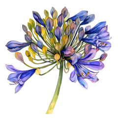 1_0024-Agapanthus