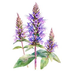 1_0026-Agastache