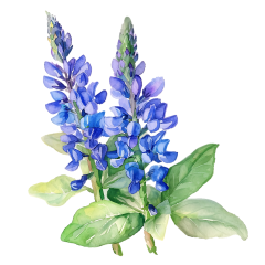 1_0031-Ajuga