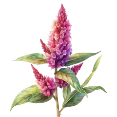 1_0042-Amaranthus