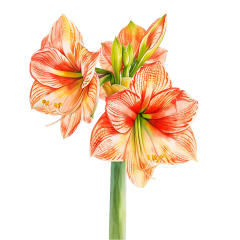 1_0046-Amaryllis