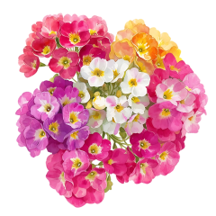 1_0062-Angelic-Alyssum-Array